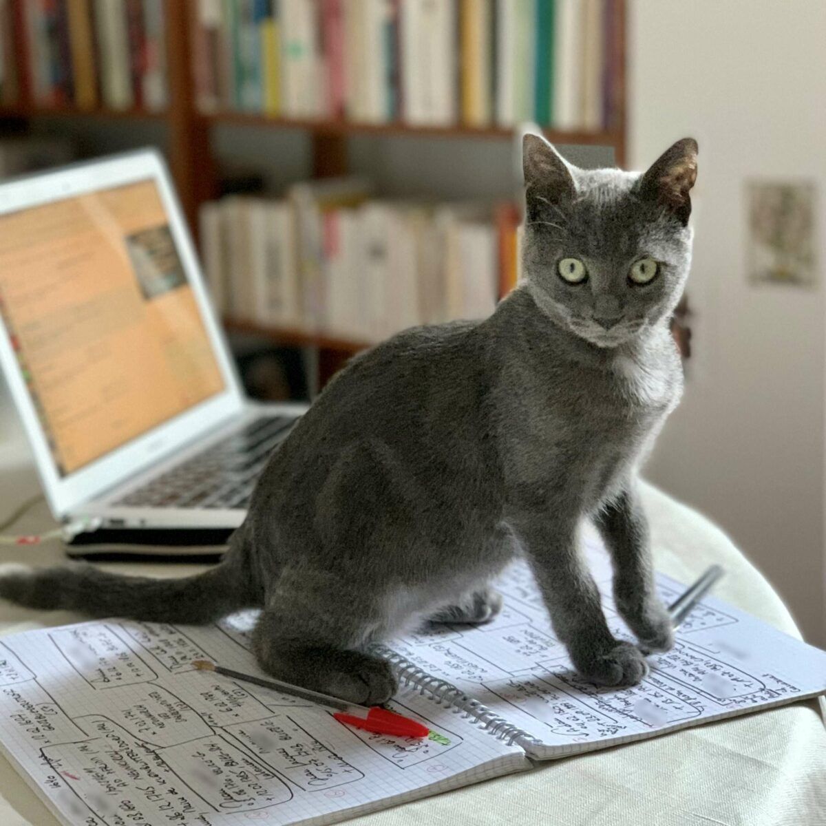 Un "chat généalogiste" regarde l'objectif. Il a l'air surpris. Il est assis sur un cahier contenant le brouillon d'un arbre généalogique.
