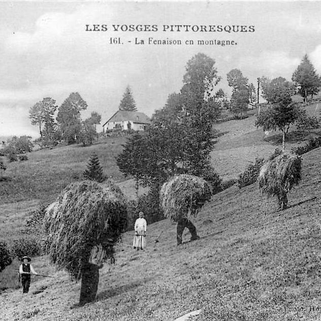 La fenaison dans les Vosges (carte postale)